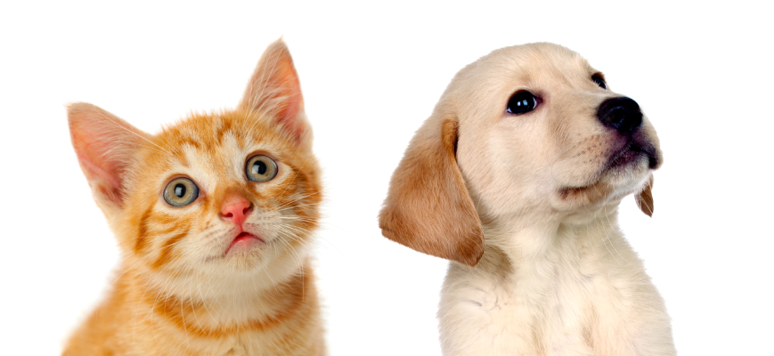 Gatito y cachorro viendo al cielo